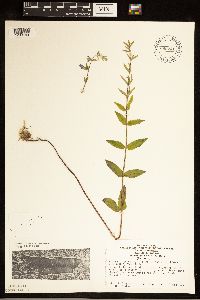 Scutellaria galericulata image