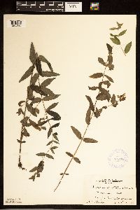 Image Associated With the Occurrence