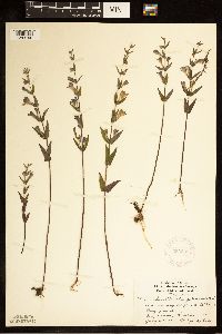 Scutellaria galericulata image