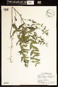 Scutellaria galericulata image