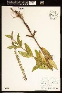 Stachys palustris image