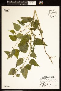 Scutellaria lateriflora image