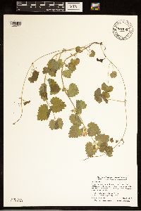 thumbnail image of current specimen