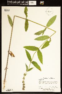 Stachys palustris image