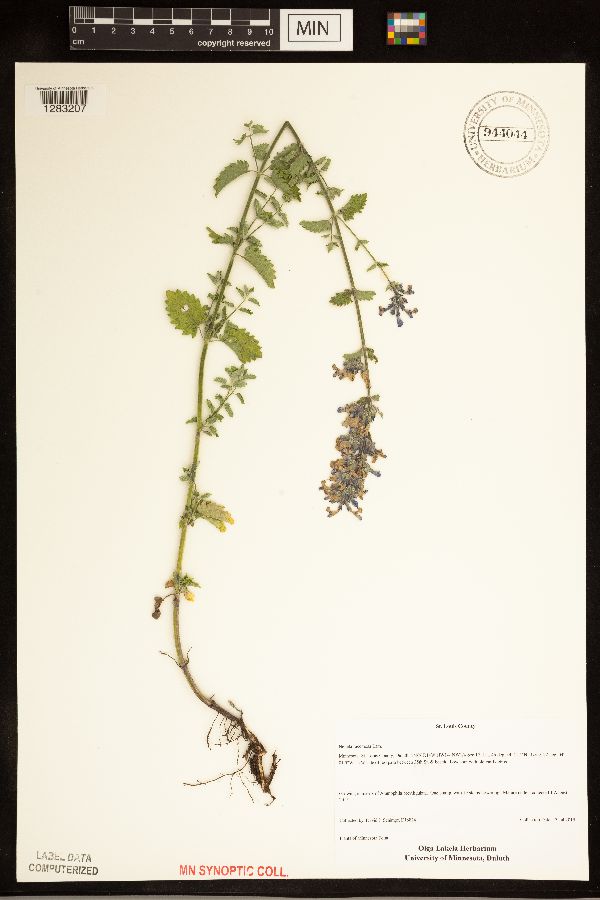 Nepeta racemosa image