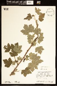 Ribes lacustre image