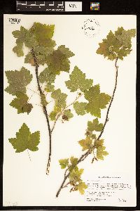 Ribes americanum image