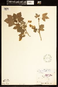 Ribes americanum image