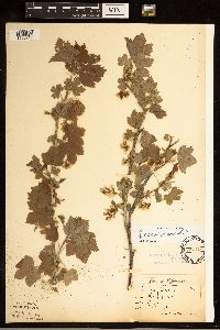 Ribes americanum image