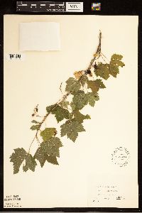 Ribes americanum image