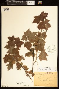 Ribes americanum image