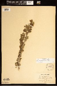 Ribes americanum image