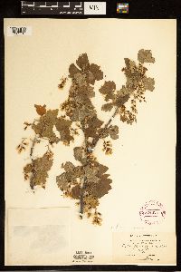 Ribes americanum image
