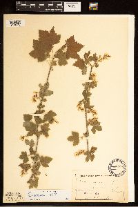 Ribes americanum image