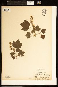 Media resource of Ribes americanum