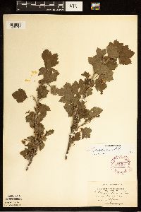 Ribes americanum image