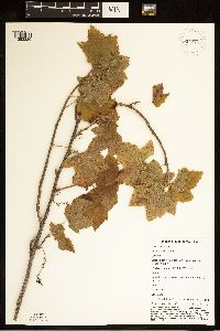 Ribes americanum image