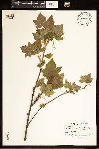 Ribes americanum image