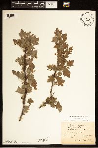 Image Associated With the Occurrence