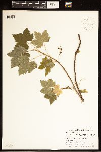 Ribes glandulosum image