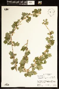 Ribes hirtellum image