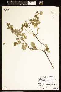 Ribes hirtellum image