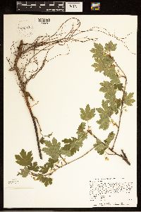 Ribes hirtellum image