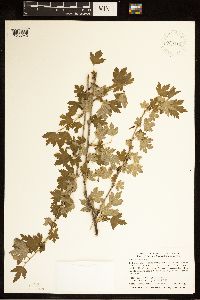 Ribes hirtellum image