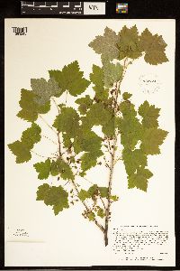 Ribes hudsonianum image