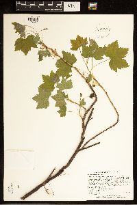 Ribes hudsonianum image