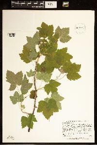 Ribes hudsonianum image