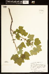 Ribes hudsonianum image