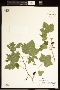 Ribes hudsonianum image