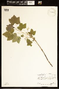 Ribes hudsonianum image