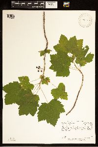 Ribes hudsonianum image