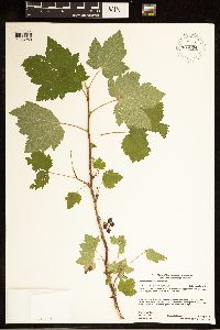 Ribes hudsonianum image