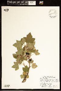 Ribes hudsonianum image