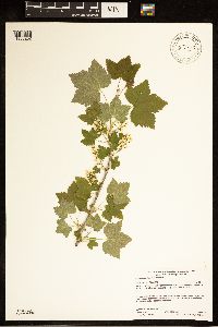Ribes hudsonianum image