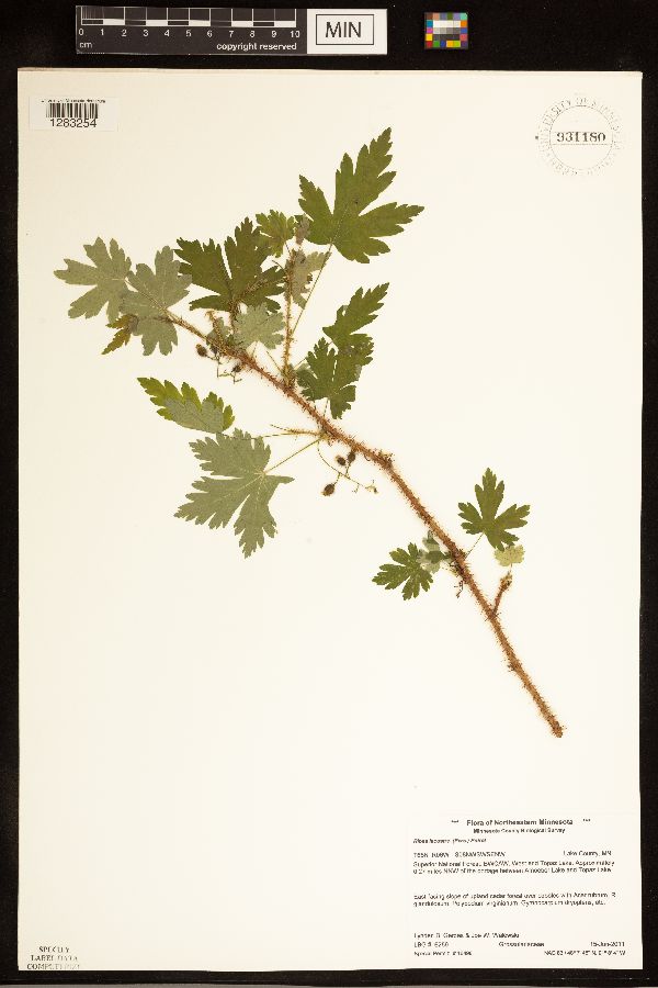 Ribes lacustre image