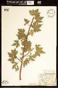 Ribes lacustre image