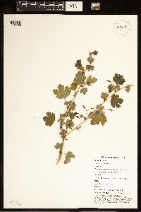 Ribes missouriense image