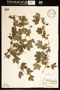 Ribes missouriense image