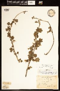 Ribes missouriense image