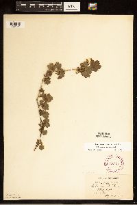 Ribes missouriense image