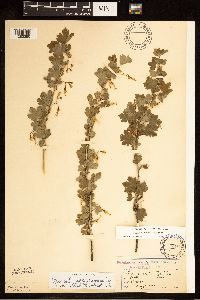 Ribes missouriense image