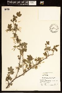 Ribes missouriense image
