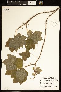 Media resource of Ribes triste