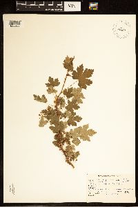 Ribes lacustre image