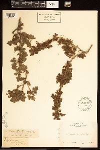 Ribes lacustre image