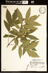 Carya cordiformis image